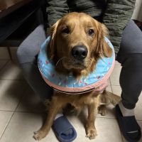 North Alabama Spay Neuter ico