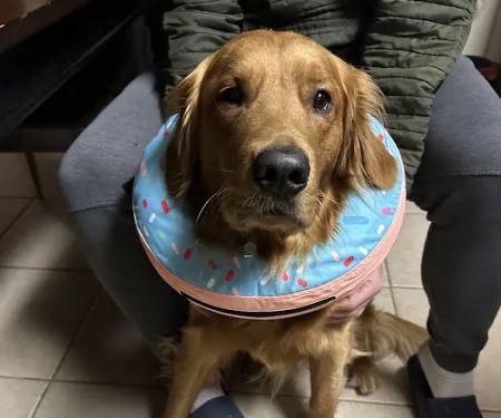 North Alabama Spay Neuter