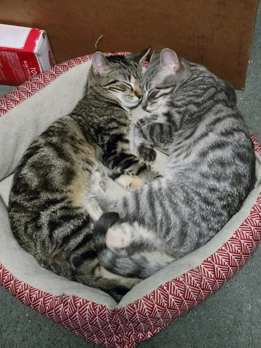 North Alabama Spay Neuter Picture 2