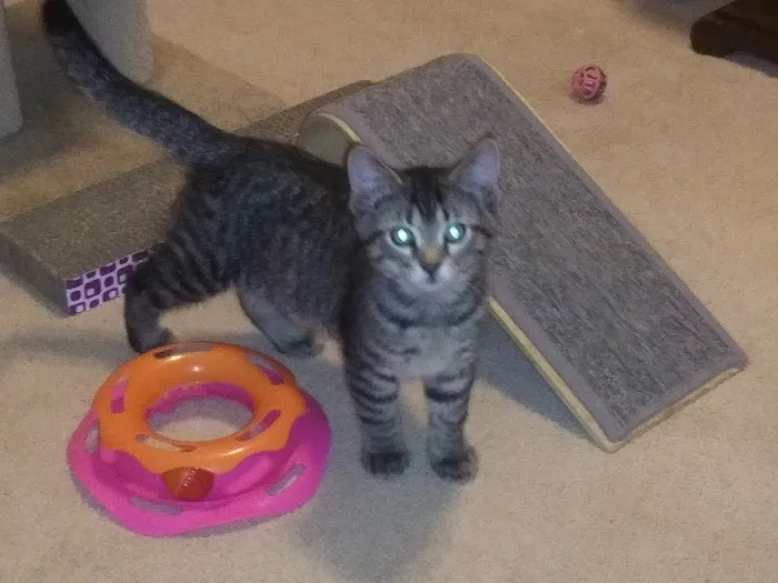 North Alabama Spay Neuter Picture 5