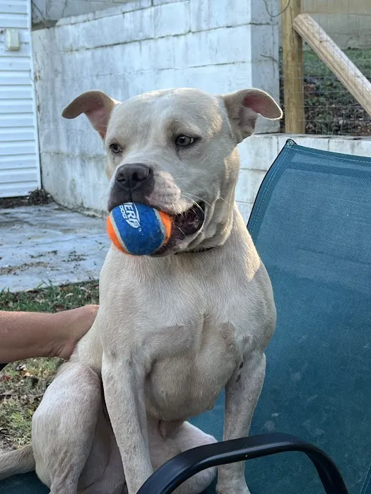 North Alabama Spay Neuter Picture 7