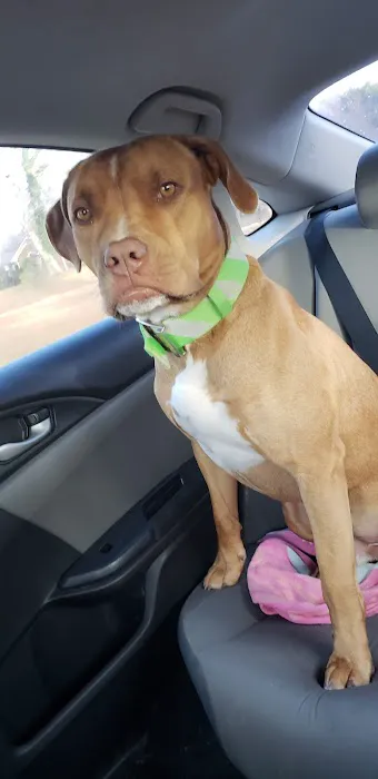 North Alabama Spay Neuter Picture 8