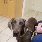 Family Pet Care: Milford Joanna DVM