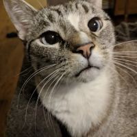Rocket City Veterinary Hospital Pine Grove ico
