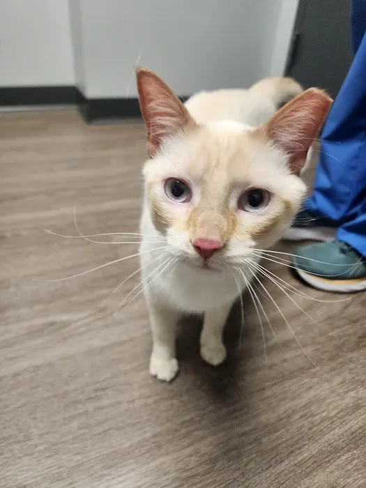 Rocket City Veterinary Hospital Pine Grove Picture 4