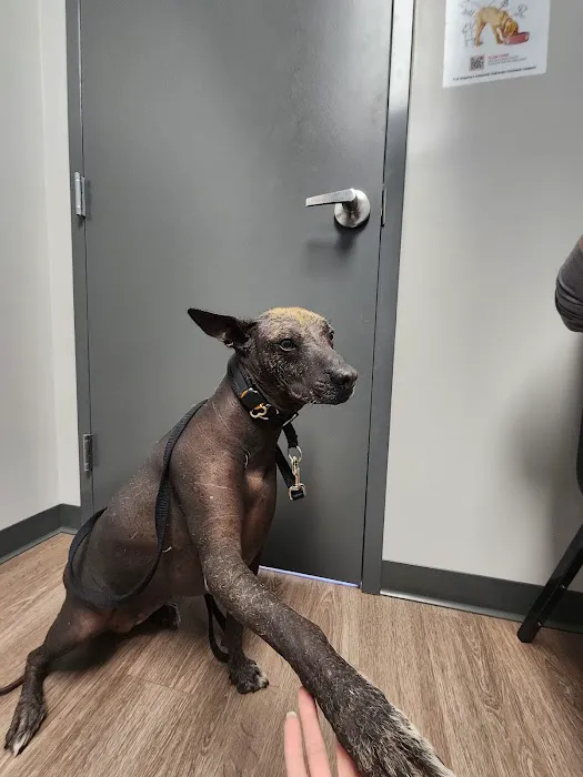 Rocket City Veterinary Hospital Pine Grove Picture 10