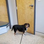 Village Veterinary Clinic