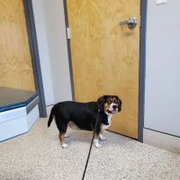 Village Veterinary Clinic ico