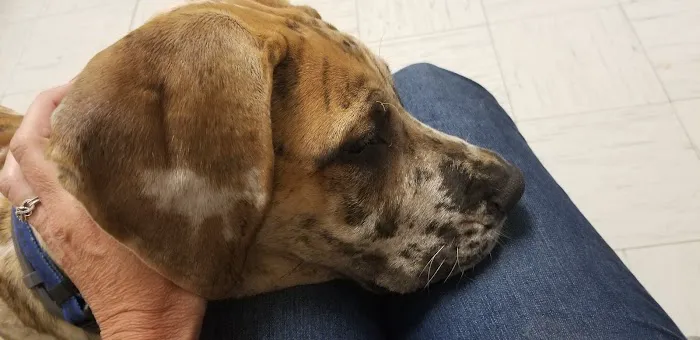 Wall Triana Animal Hospital Picture 7
