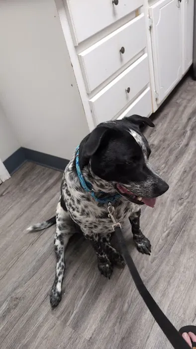 Wall Triana Animal Hospital Picture 5