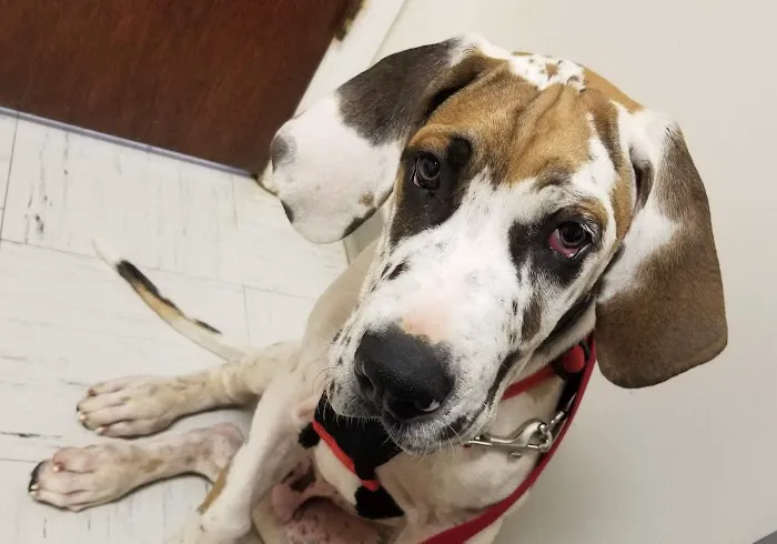 Wall Triana Animal Hospital Picture 8