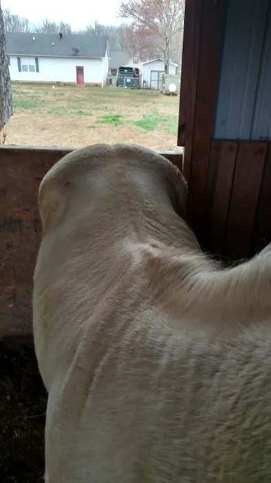 Tennessee Equine Hospital South Picture 7