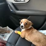 Madison Veterinary Emergency