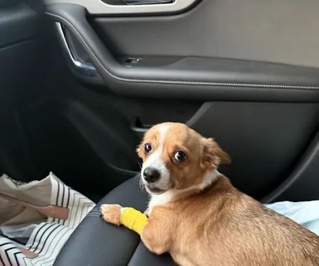 Madison Veterinary Emergency