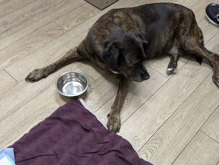 Madison Veterinary Emergency Picture 3