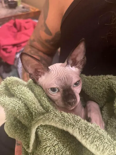 Madison Veterinary Emergency Picture 2