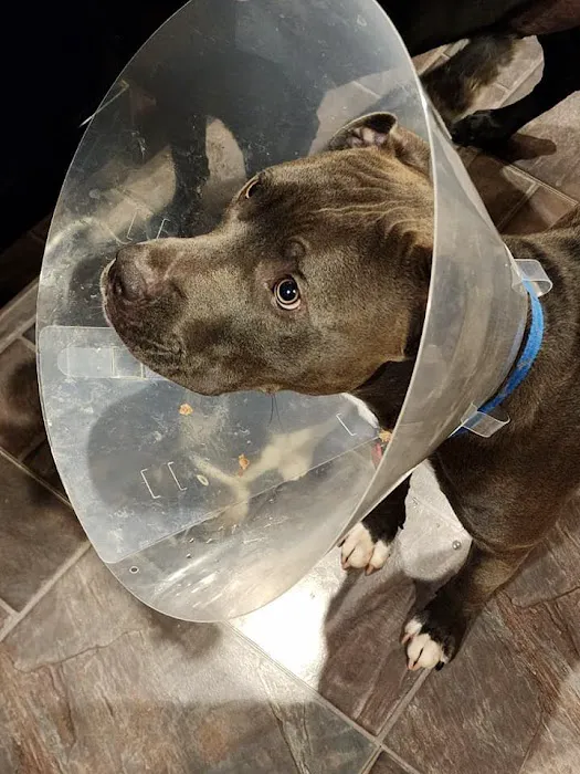 Madison Veterinary Emergency Picture 5