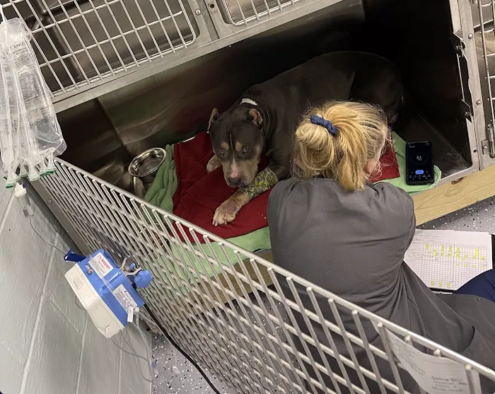 Madison Veterinary Emergency Picture 10