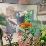 Northway Animal Hospital