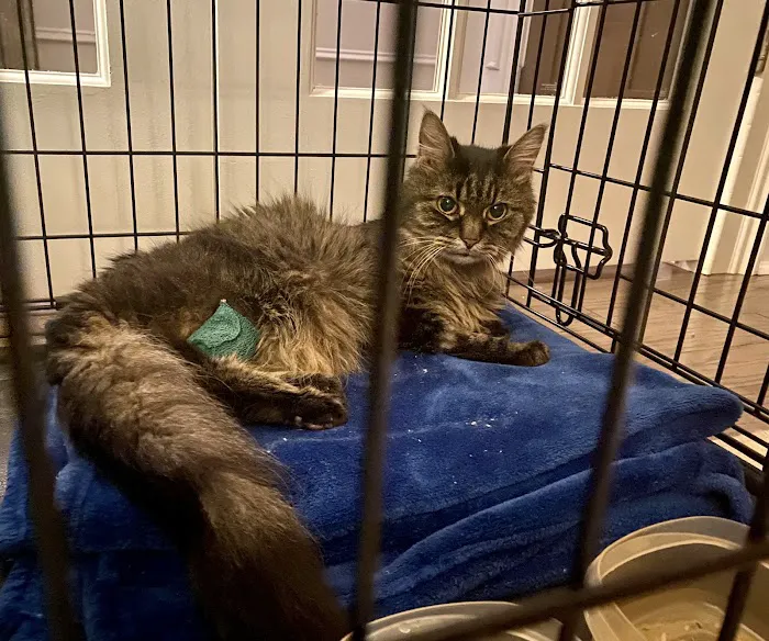 Towne Park Animal Care Center Picture 1