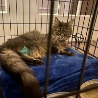 Towne Park Animal Care Center ico