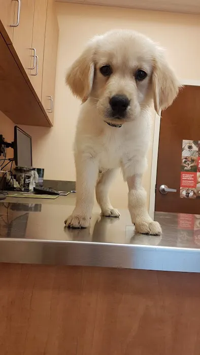 Animal Medical Clinic P.C. Picture 3