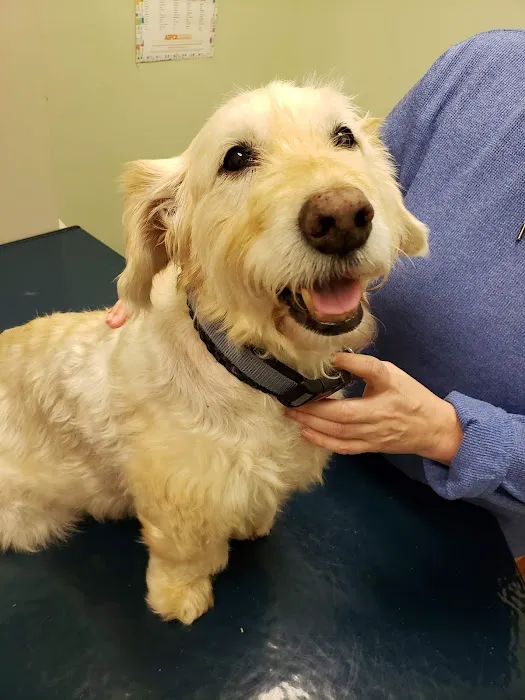 Animal Medical Clinic P.C. Picture 8