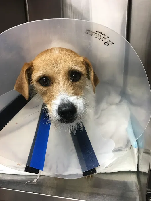 Huntsville Veterinary Specialists & Emergency Picture 1