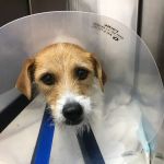 Huntsville Veterinary Specialists & Emergency