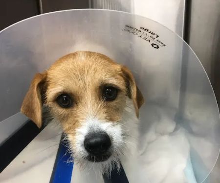 Huntsville Veterinary Specialists & Emergency