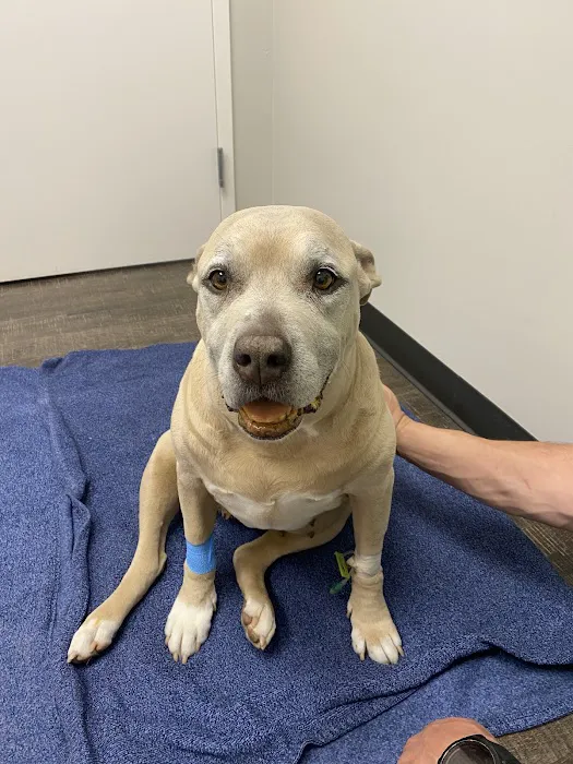 Huntsville Veterinary Specialists & Emergency Picture 6