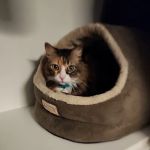 Lighthouse Veterinary Allergy & Dermatology