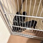 Limestone Veterinary Clinic