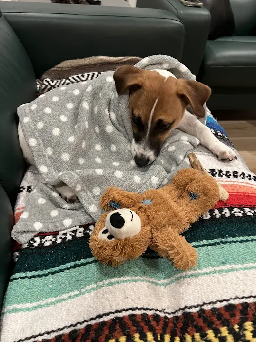 Eastside Animal Hospital Picture 10