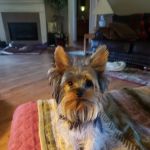 Hammons John R DVM
