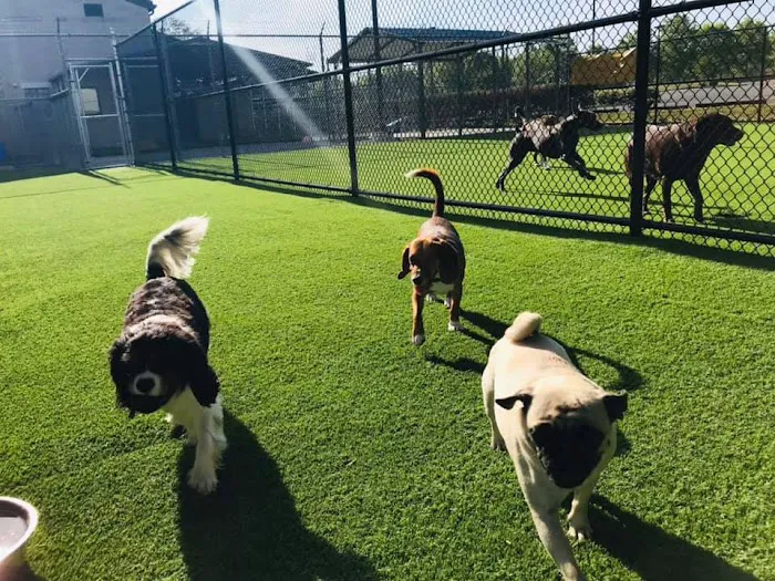 Town & Country Animal Hospital Picture 8