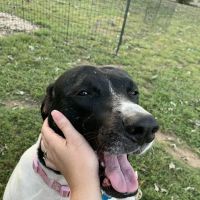 Athens Animal Hospital ico