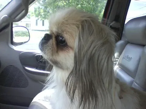 Whitworth Animal Clinic Inc Picture 3