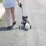 Whitworth Animal Clinic Inc
