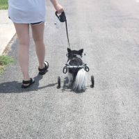 Whitworth Animal Clinic Inc ico