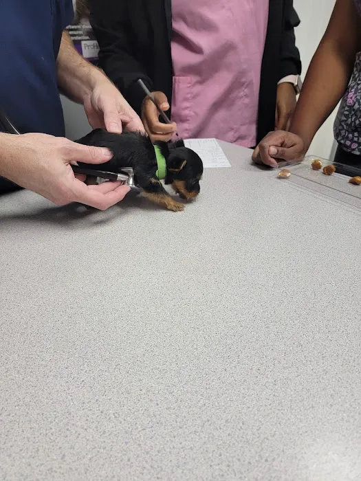 Companion Animal Care Picture 3