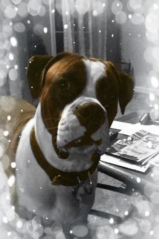 Companion Animal Care Picture 4
