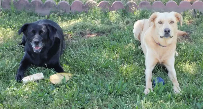 Companion Animal Care Picture 7