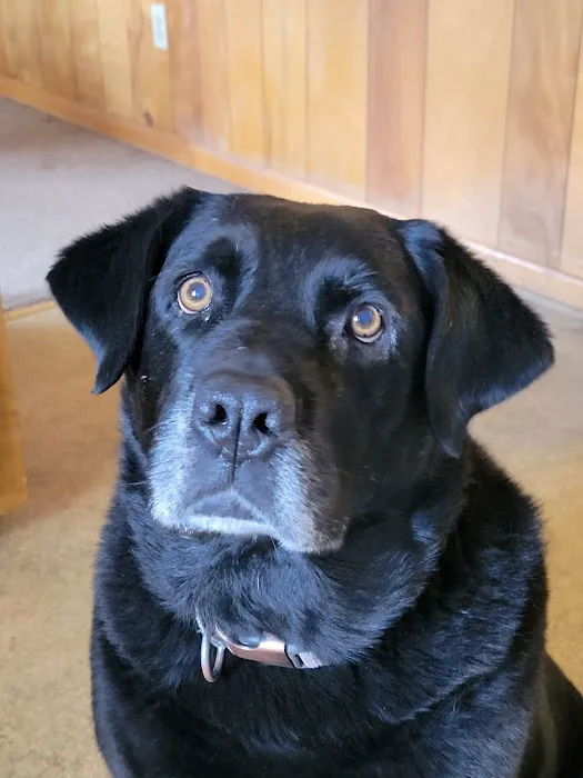Companion Animal Care Picture 10