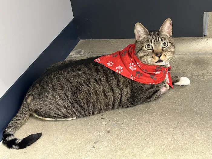 North Alabama Veterinary Emergency & Specialty Picture 1