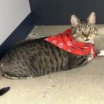 North Alabama Veterinary Emergency & Specialty