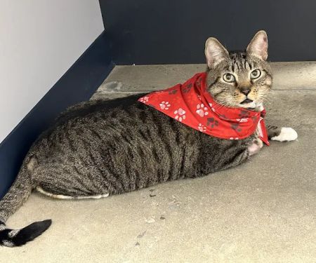 North Alabama Veterinary Emergency & Specialty