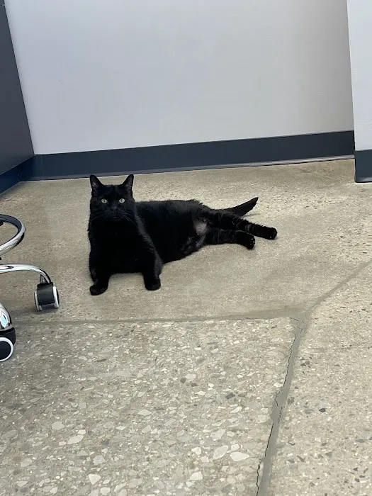 North Alabama Veterinary Emergency & Specialty Picture 3
