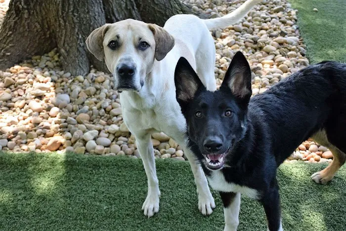 Madison Veterinary Hospital Picture 8