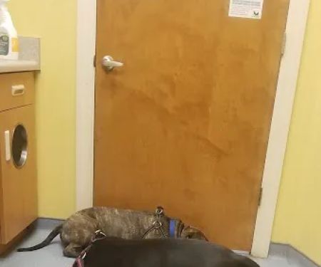 Trusty Vet